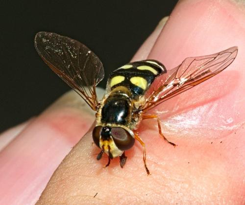 Réf. 326 159 : Eupeodes sp.